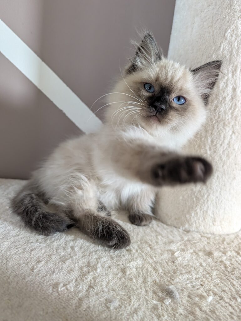 chatterie, élevage chat Morbihan, élevage bretagne, chatterie, maine coon, ragdoll, british, chatons maine coon