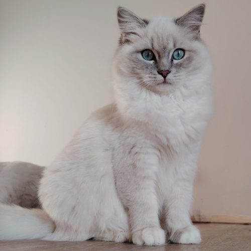 Elevage de ragdolls Morbihan