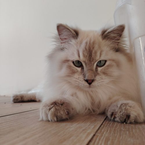 Elevage de ragdolls Bretagne