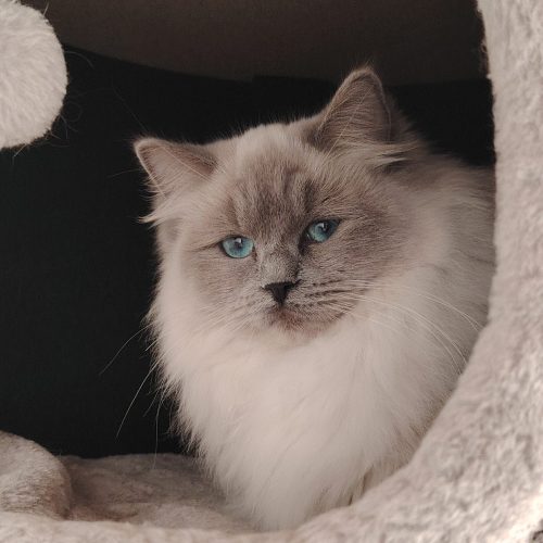 Elevage de ragdolls Morbihan