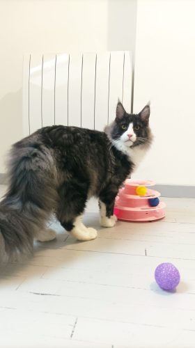 maine coon morbihan