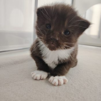 Chaton mmaine coon Bretagne